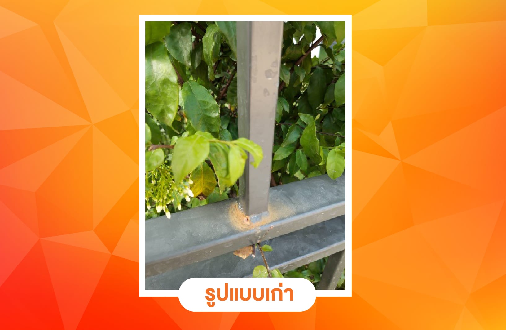 รั้วโปร่งเก่า